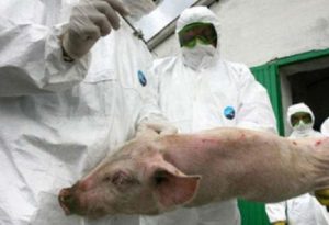 DSVSA Argeș, în alertă! Focare de pestă porcină africană la porci domestici și mistreți