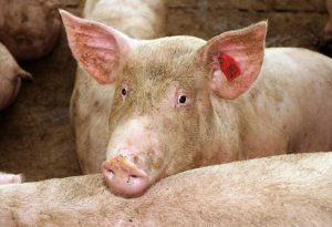 ANSVSA nu interzice creșterea porcilor în gospodărie