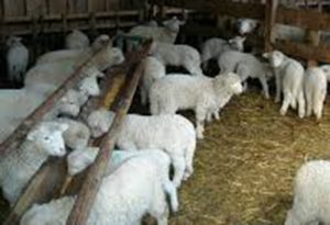 Carnea de miel, mai scumpă! Ciobanii din Argeș vând miei pe Internet
