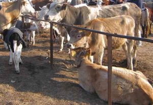 Controale drastice în târgurile de animale din Argeș. Amenzi de peste 45.000 de lei