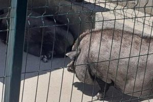 Pestă porcină africană la Grădina Zoologică din Pitești. DSVSA în alertă maximă!