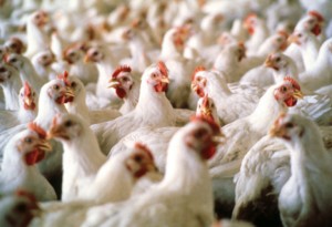 Argeș. Peste 1 milion de păsări crescute în ferme. Stație de incubație de ouă la Băiculești