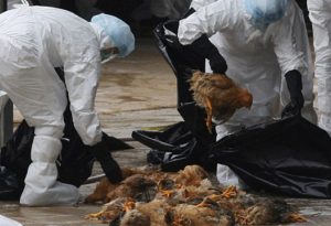 A reapărut gripa aviară. Măsuri în Argeș